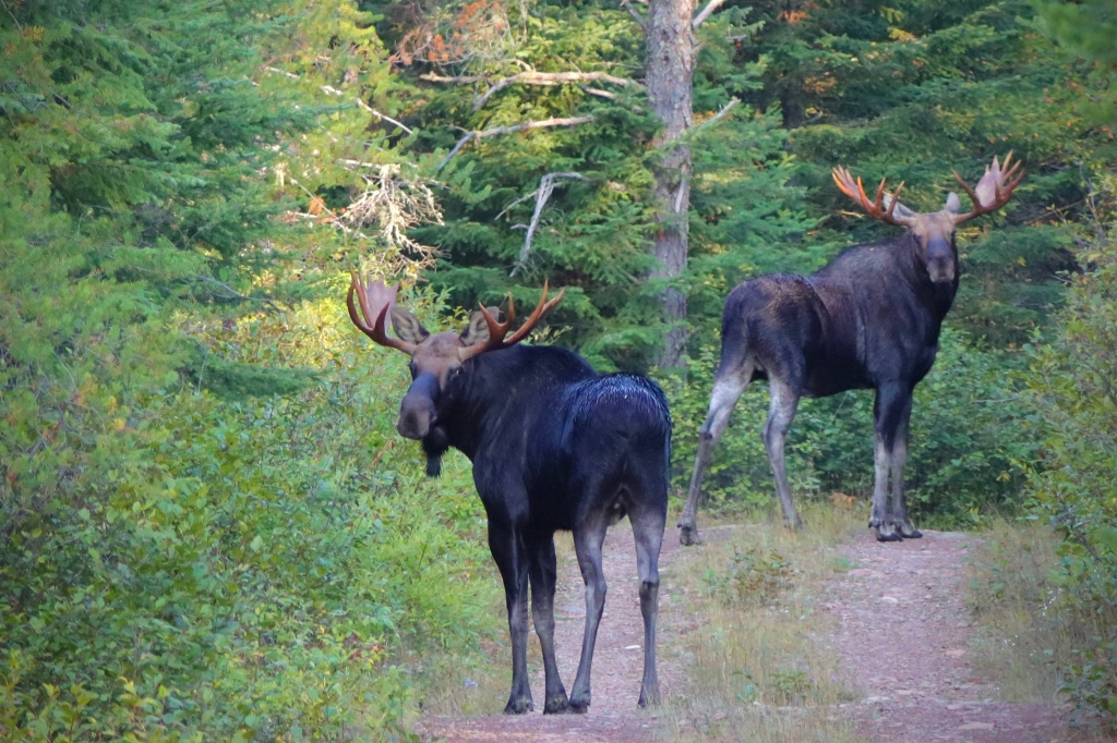 2 Bull Moose Posing in the Woods