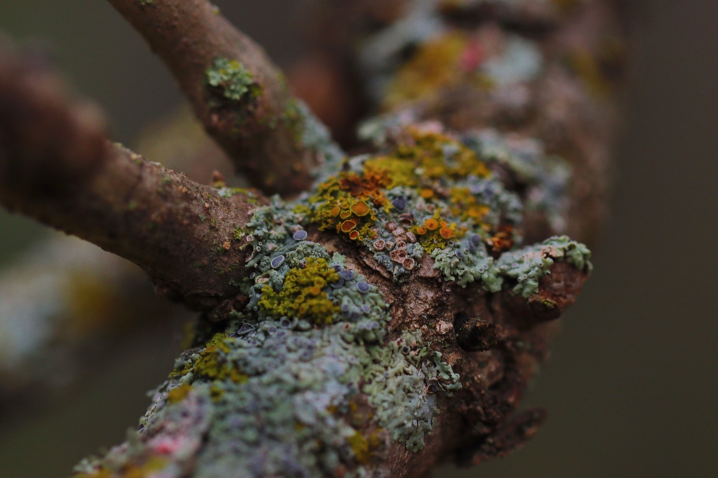 Lichen on a Black Ash Branch