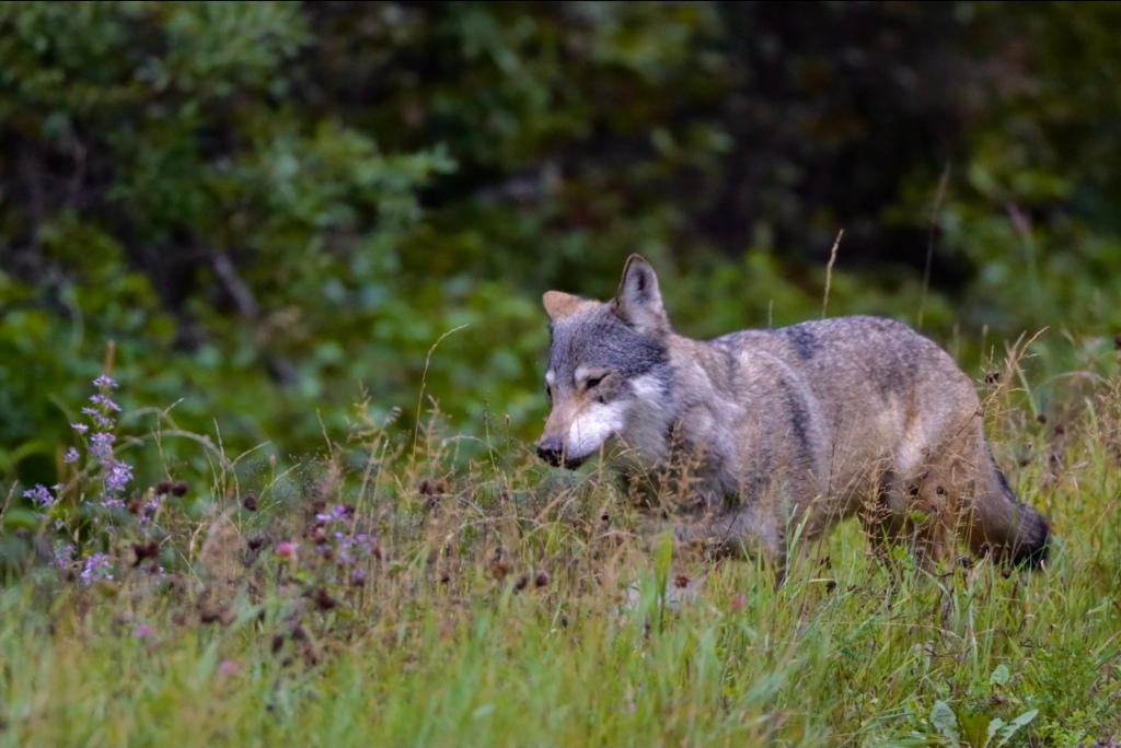 Gray Wolf in Late Summer Wildflowers